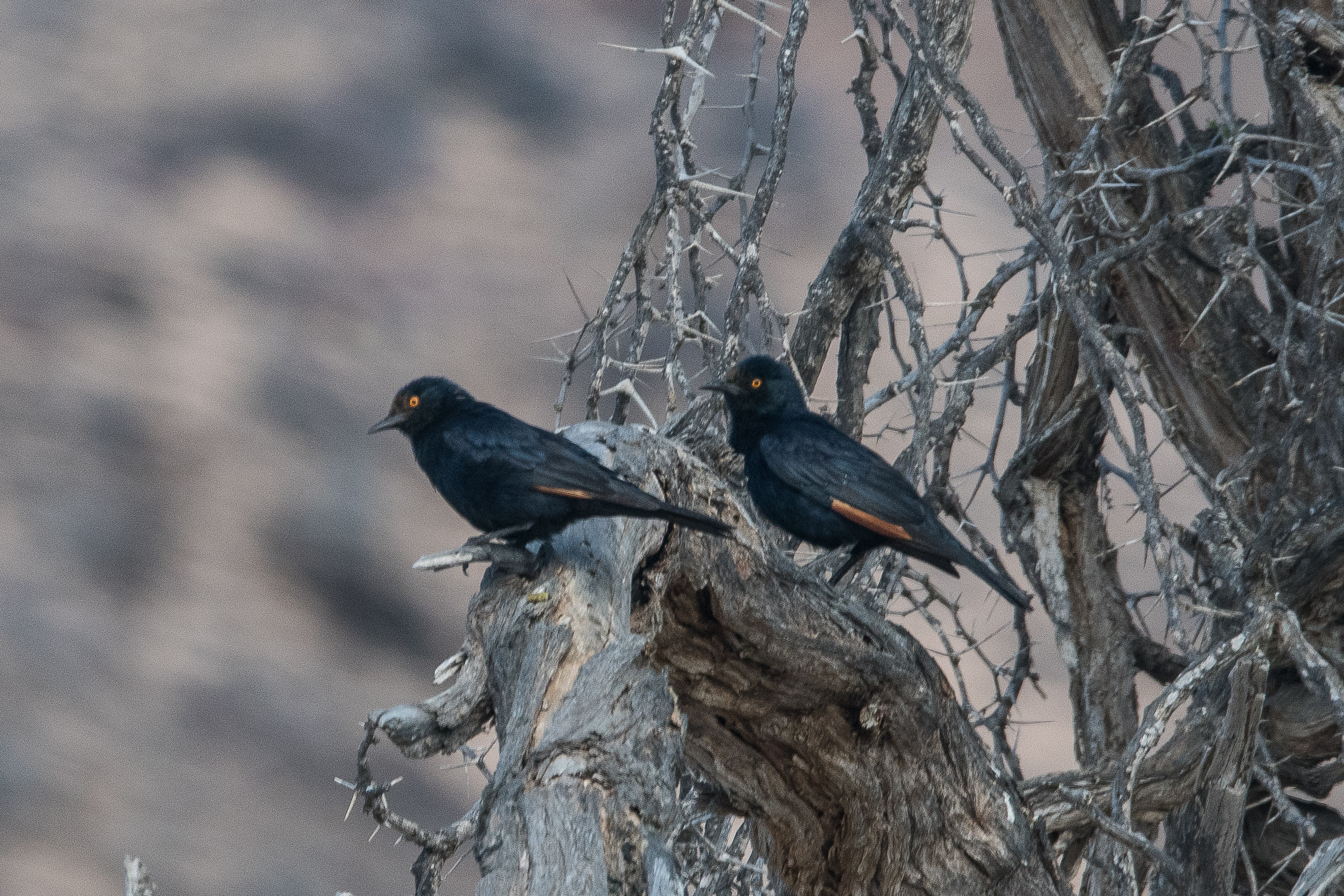 Rufipennes Naboroup (Pale-winged starling, Onychognathus naboroup), Hoanib Valley , Kaokoland, région de Kunene, Namibie.